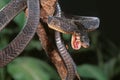 Blandings tree snake