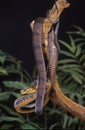 Blandings tree snake coiled in tree Royalty Free Stock Photo