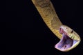 Blandings Tree Snake Toxicodryas blandingii