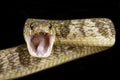 Blandings Tree Snake (Toxicodryas blandingii) Royalty Free Stock Photo