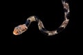 Blandings tree snake,Toxicodryas blandingii