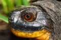 Blandings Turtle (Emydoidea blandingii)