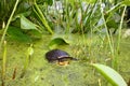 Blandings Turtle (Emydoidea blandingii)