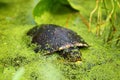 Blandings Turtle (Emydoidea blandingii)