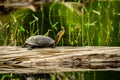 Blandings turtle on a log in a pond