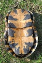 Blandings Turtle Plastron