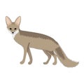 Blanford`s fox vector illustration isolated on a white background. Adult fox