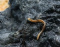 Blaniulus guttulatus (Blaniulidae), thin little centipede from Odessa catacombs