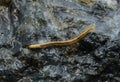 Blaniulus guttulatus (Blaniulidae), thin little centipede from Odessa catacombs