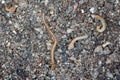 Blaniulus guttulatus, commonly known as the spotted snake millipede. This worm living in the soil. Destroys seeds and young plants