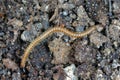 Blaniulus guttulatus, commonly known as the spotted snake millipede. This worm living in the soil. Destroys seeds and young plants