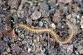 Blaniulus guttulatus, commonly known as the spotted snake millipede. This worm living in the soil. Destroys seeds and young plants