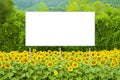 Blank advertising billboard immersed immersed in a field of sunflowers - concept image with copy space