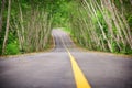 Blank asphalt road with natural tree tunnel in Kaeng Krachan National Park of Thailand