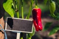 Blank Black billboard against green field garden fresh bell pepper. Empty mockup template Blackboard label at farm land Royalty Free Stock Photo