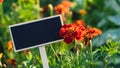 Blank Black billboard against marigold flowers field garden. Empty mockup template Blackboard label at farm land. Copy Royalty Free Stock Photo