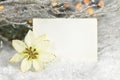 Blank Christmas card. Vintage Christmas photo frame and white Christmas star flower Royalty Free Stock Photo