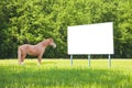Blank commercial advertising billboard immersed in a rural scene with brown horse - image with copy space