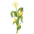 3D Realistic Corn Plant Vector Illustration Royalty Free Stock Photo