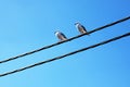 Two seagulls Royalty Free Stock Photo