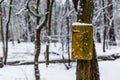 Blank empty wooden sign board on a tree, forest landscape during winter season, white snowy scenery Royalty Free Stock Photo