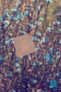 Blank frame hanging on the flowers chicory outdoors Royalty Free Stock Photo