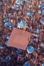 Blank frame hanging on the flowers chicory outdoors Royalty Free Stock Photo