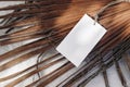 Blank gift, product tag mock-up with natural rope on dry palm leaves. Closeup of empty paper label in sunlight with