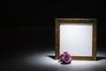 Blank gilded picture frame with pink rose Royalty Free Stock Photo