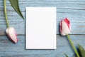 Blank invitation card mockup, white greeting card with pink tulip flower on blue wooden background, flat lay. Top view of empty Royalty Free Stock Photo