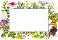 Blank label with medical plants Royalty Free Stock Photo