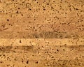 Blank natural cork texture Royalty Free Stock Photo