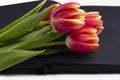 Blank open black diary notebook, sketchbook decorated with spring red tulips with space for text or lettering. Concept of Royalty Free Stock Photo