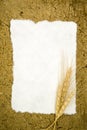 Blank paper with ears wheat Royalty Free Stock Photo