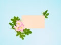 Wild rose flower on wight background. Royalty Free Stock Photo