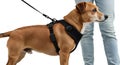 Blank pet harness worn by dog, isolated side view Royalty Free Stock Photo