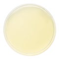 Blank petri dish Royalty Free Stock Photo