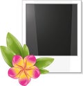 Blank photo frame with pink frangipani flower Royalty Free Stock Photo