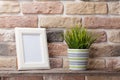 Blank photo frame and plant Royalty Free Stock Photo