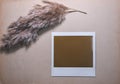 Blank photo frame with reed isolated on brown background as template for graphic designers cards memories polaroid Photo Royalty Free Stock Photo