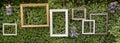 Blank photo frames against green small tree wall. Royalty Free Stock Photo