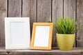 Blank photo frames and plant Royalty Free Stock Photo