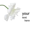 Blank for a postcard. White flower and place for text on a white background