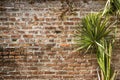 A blank red brick wall that is heavily weathered with green foliage
