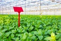 Blank red label amidst herbs growing in greenhouse