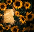 A blank sheet paper among bed of sunny yellow sunflowers flowers flora in natural bright sunlight Royalty Free Stock Photo