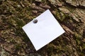 Blank sheet of paper notice sticked to the bark of tree. Royalty Free Stock Photo