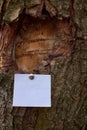 Blank sheet of paper notice sticked to the bark of tree Royalty Free Stock Photo