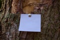 Blank sheet of paper notice sticked to the bark of tree Royalty Free Stock Photo