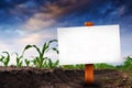 Blank sign in corn agricultural field Royalty Free Stock Photo